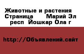  Животные и растения - Страница 18 . Марий Эл респ.,Йошкар-Ола г.